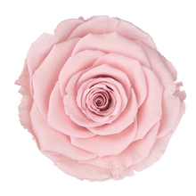 Load image into Gallery viewer, Infinity Rose in Small Glass Dome