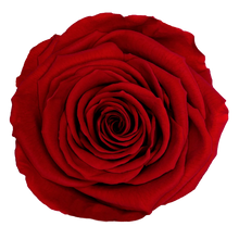 Load image into Gallery viewer, Infinity Rose in Small Glass Dome