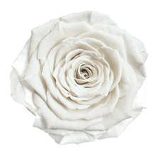 Load image into Gallery viewer, Infinity Rose in Small Glass Dome