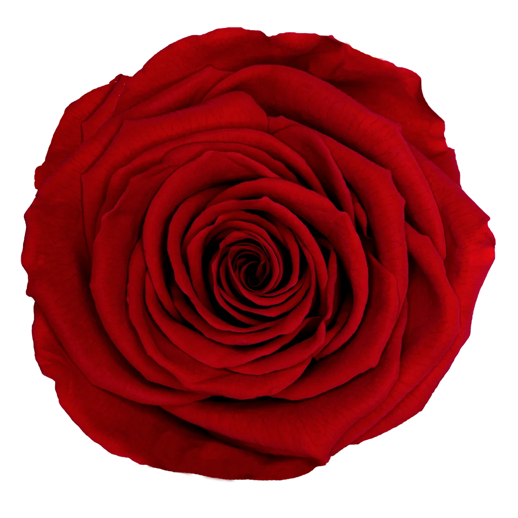 Infinity Rose in Small Glass Dome