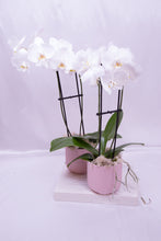 Load image into Gallery viewer, Orchid in Ceramic
