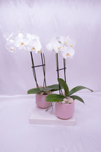 Load image into Gallery viewer, Orchid in Ceramic
