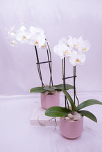 Load image into Gallery viewer, Orchid in Ceramic
